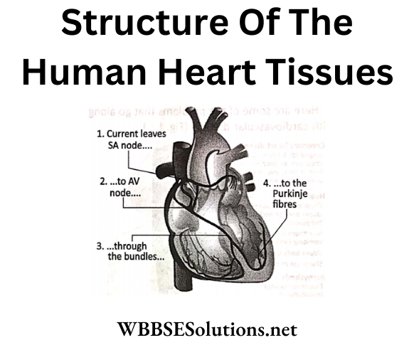 WBBSE Solutions For Class 6 School Science Chapter 8 Human Body Structure Of the Heart tissues