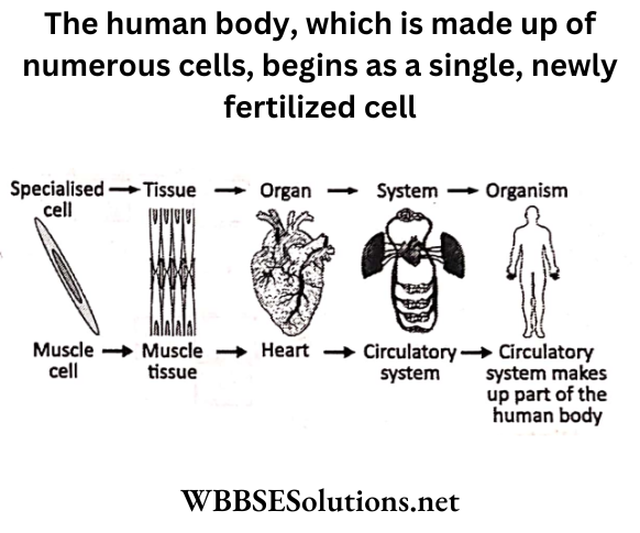 WBBSE Solutions For Class 6 School Science Chapter 8 Human Body The Four Major Structures