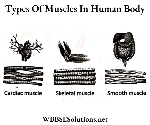 WBBSE Solutions For Class 6 School Science Chapter 8 Human Body Types Of Muscles
