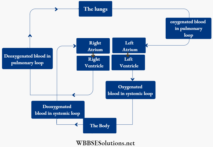 WBBSE Solutions For Class 6 School Science Chapter 8 Human Body circulatiomn Of Blood Through Lungs