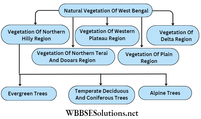 WBBSE Solutions For Class 9 Geography And Environment Chapter 8 west Bengal natural vegetation of west Bengal