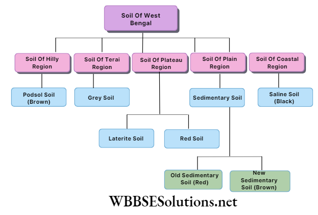 WBBSE Solutions For Class 9 Geography And Environment Chapter 8 west Bengal soil of west Bengal