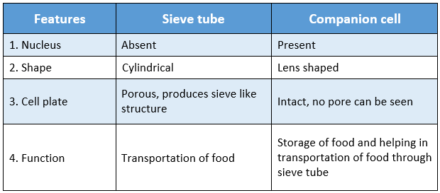WBBSE Solutions For Class 9 Life Science And Environment Chapter 2 Levels Of Organization Of Life Plant Tissue And Its Distribution sieve and companion cell