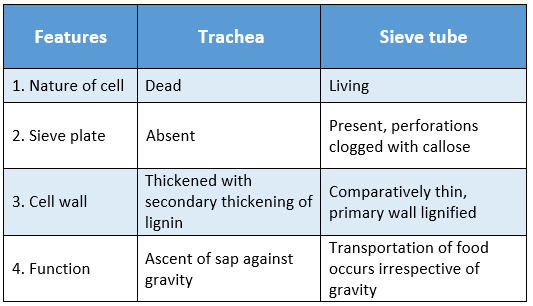 WBBSE Solutions For Class 9 Life Science And Environment Chapter 2 Levels Of Organization Of Life Plant Tissue And Its Distribution trachea and sieve tube