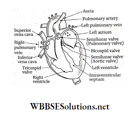 WBBSE Solutions For Class 9 Life Science And Environment Chapter 3 Physiological Processes Of Life Circulation L.S. of human heart
