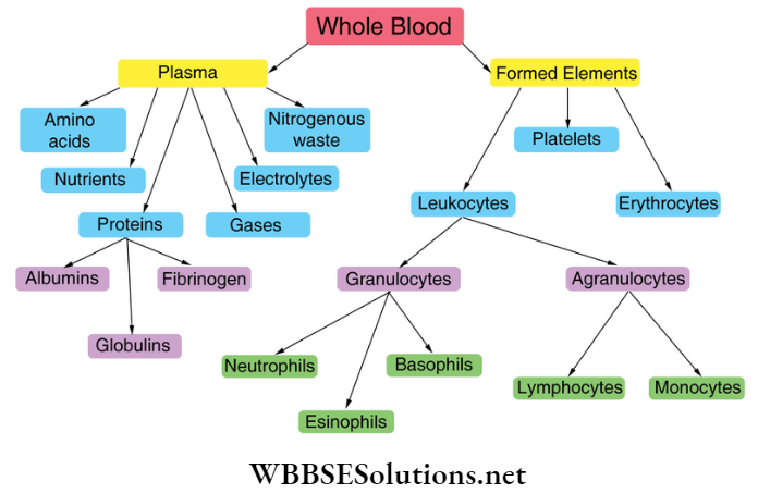 WBBSE Solutions For Class 9 Life Science And Environment Chapter 3 Physiological Processes Of Life Circulation composition of blood