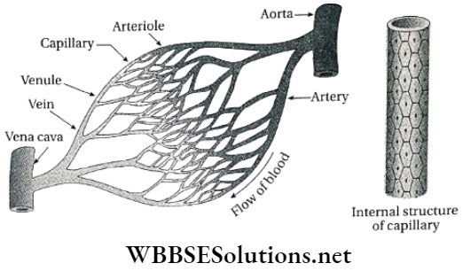 WBBSE Solutions For Class 9 Life Science And Environment Chapter 3 Physiological Processes Of Life Circulation formation of capilaries and internal structure