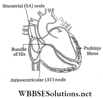 WBBSE Solutions For Class 9 Life Science And Environment Chapter 3 Physiological Processes Of Life Circulation junctional tissues of heart