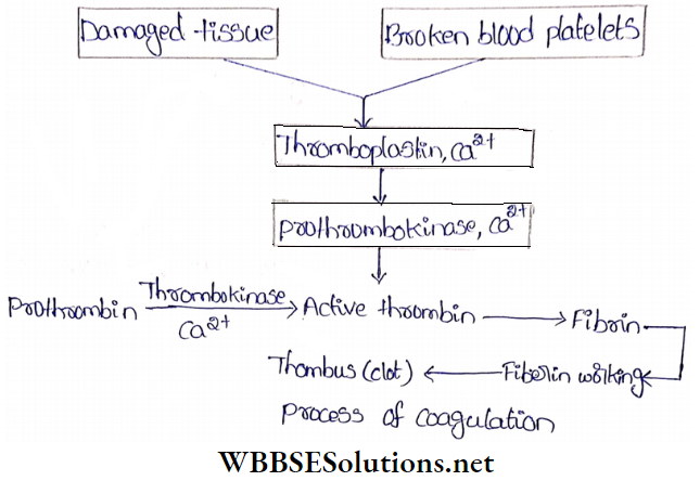 WBBSE Solutions For Class 9 Life Science And Environment Chapter 3 Physiological Processes Of Life Circulation mechanism of blood coagulation