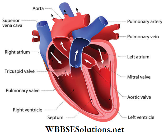 WBBSE Solutions For Class 9 Life Science And Environment Chapter 3 Physiological Processes Of Life Circulation through human heart