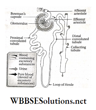 WBBSE Solutions For Class 9 Life Science And Environment Chapter 3 Physiological Processes Of Life Excretion stucture of nephron