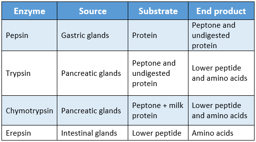 WBBSE Solutions For Class 9 Life Science And Environment Chapter 3 Physiological Processes Of Life Nutrition sources and roles of different proteolytic