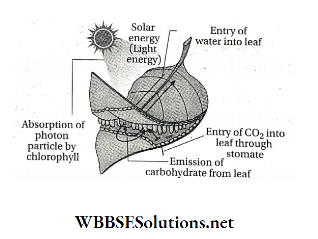 WBBSE Solutions For Class 9 Life Science And Environment Chapter 3 Physiological Processes Of Life Photosynthesis ideal place for photosynthesis leaf