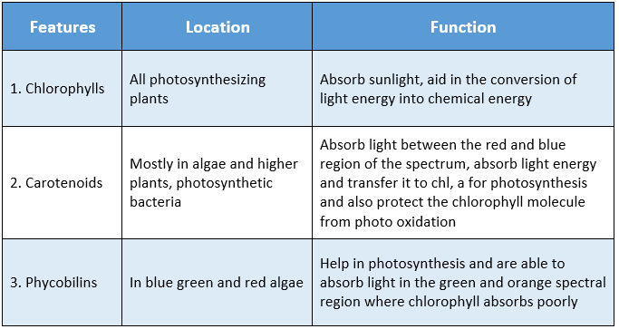 WBBSE Solutions For Class 9 Life Science And Environment Chapter 3 Physiological Processes Of Life Photosynthesis location and function of main photosynthetic pigments