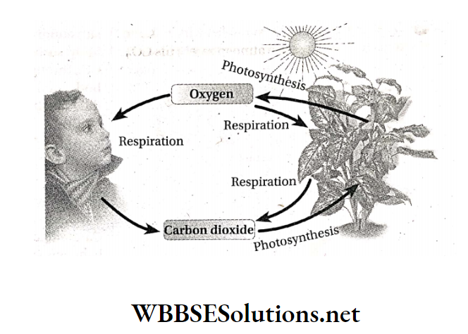 WBBSE Solutions For Class 9 Life Science And Environment Chapter 3 Physiological Processes Of Life Photosynthesis maintenance of O2 and CO2 balance in the environment