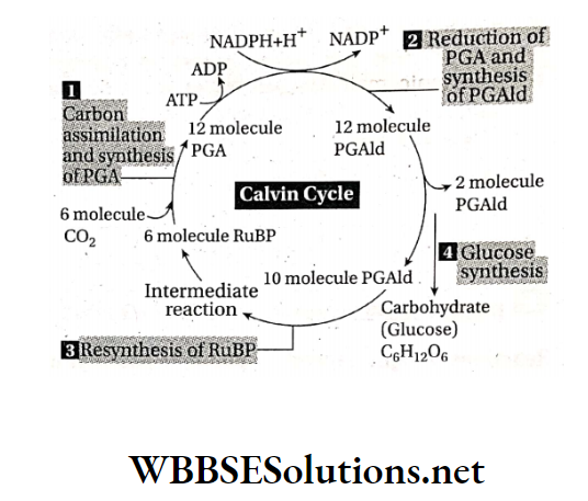 WBBSE Solutions For Class 9 Life Science And Environment Chapter 3 Physiological Processes Of Life Photosynthesis various steps of light independent phase of photosynthesis