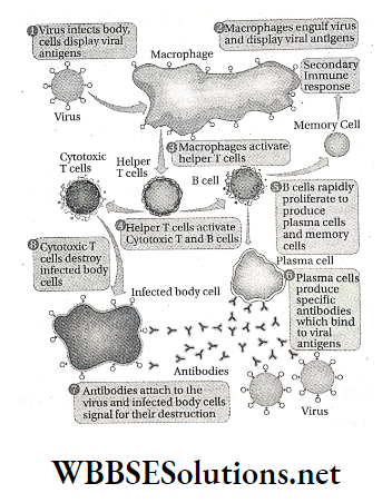 WBBSE Solutions For Class 9 Life Science And Environment Chapter 4 Biology And Human Welfare immune response against a viral attack