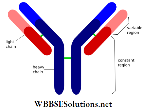 WBBSE Solutions For Class 9 Life Science And Environment Chapter 4 Biology And Human Welfare structure of antibody