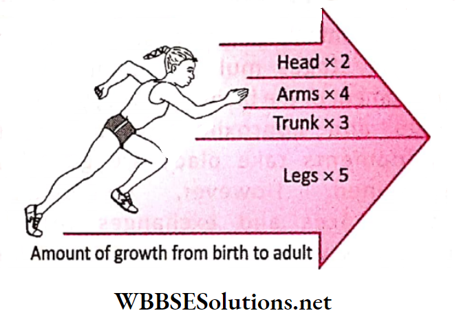 WBBSE Solutions for class 6 chapter 8 the human body amount of growth from birth adult