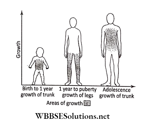 WBBSE Solutions for class 6 chapter 8 the human body birth to growth of trunk