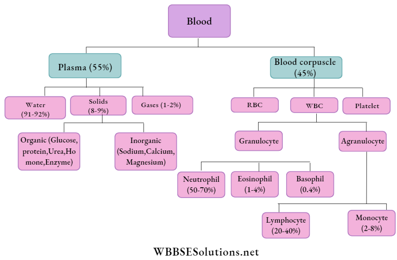 WBBSE Solutions for class 6 chapter 8 the human body blood