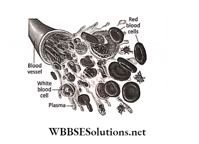 WBBSE Solutions for class 6 chapter 8 the human body blood vessel