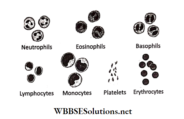 WBBSE Solutions for class 6 chapter 8 the human body break in the blood vessel heals