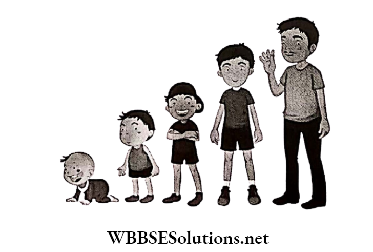 WBBSE Solutions for class 6 chapter 8 the human body development ,language and growth social emotional