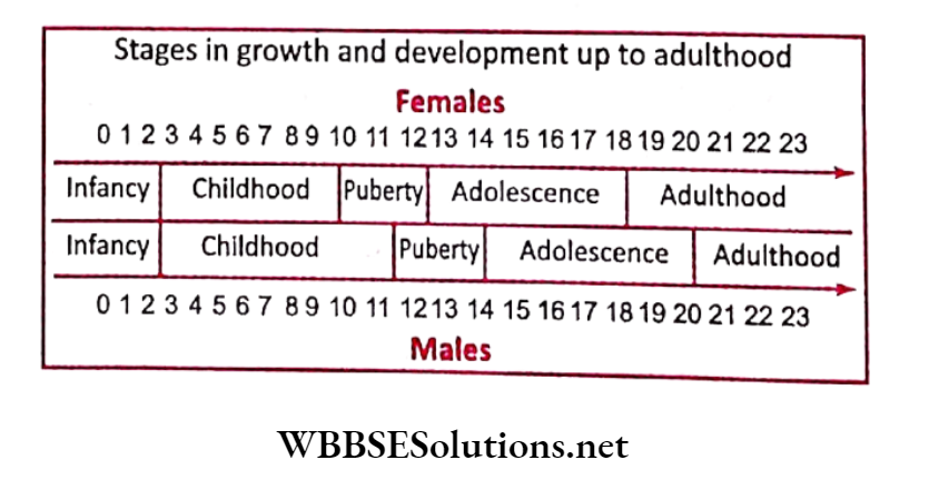 WBBSE Solutions for class 6 chapter 8 the human body females and males