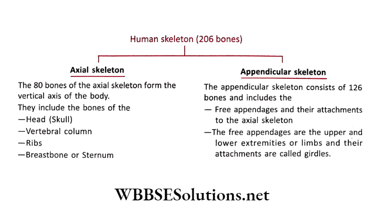 WBBSE Solutions for class 6 chapter 8 the human body human skeleton