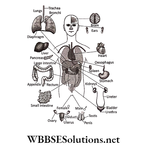 WBBSE Solutions for class 6 chapter 8 the human body humans have serveral vital organs