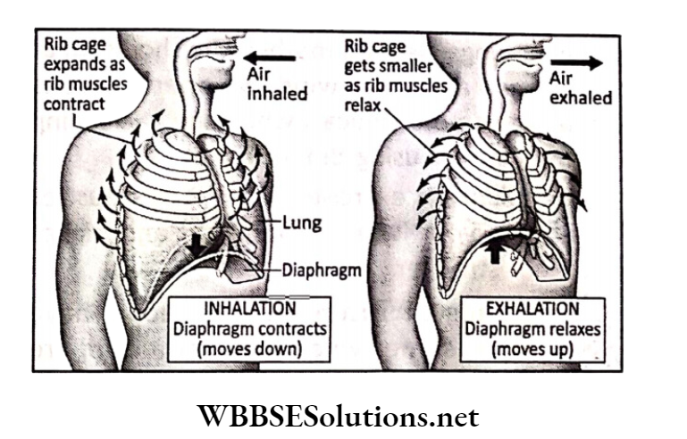 WBBSE Solutions for class 6 chapter 8 the human body inhalation diaphragm contracts moves down and exhalation diaphragm relaxes moves up