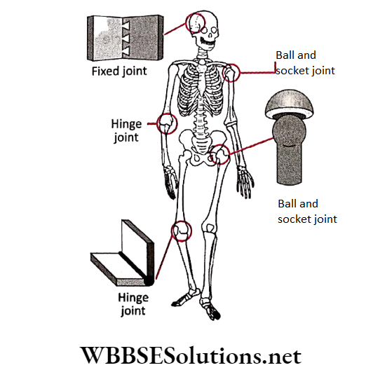 WBBSE Solutions for class 6 chapter 8 the human body joints