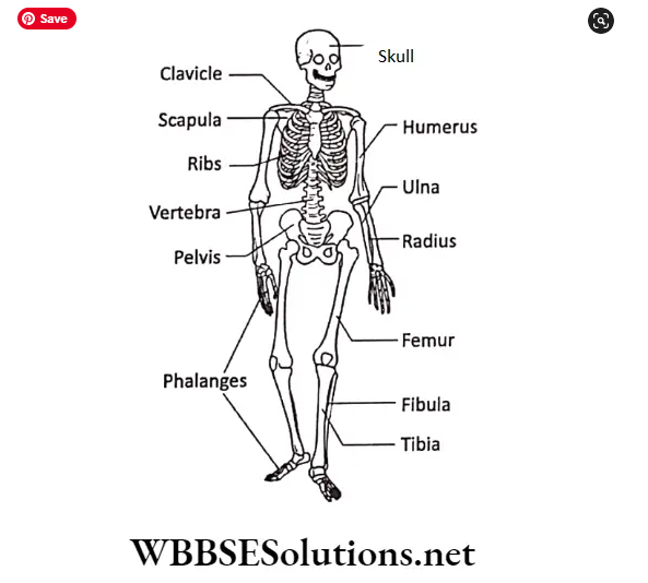 WBBSE Solutions for class 6 chapter 8 the human body legs pelvis at the hips