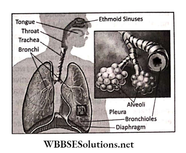 WBBSE Solutions for class 6 chapter 8 the human body lungs
