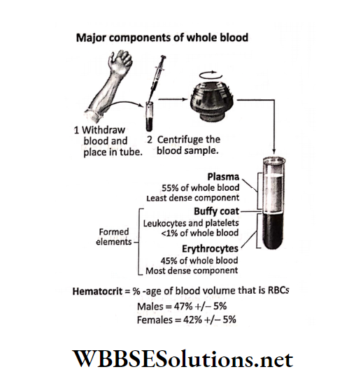 WBBSE Solutions for class 6 chapter 8 the human body major components of whole blood