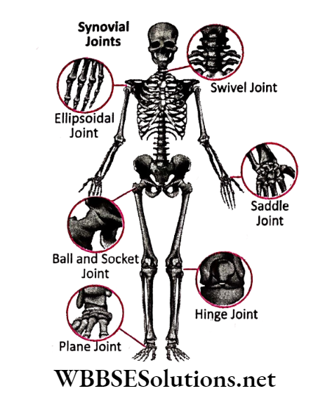 WBBSE Solutions for class 6 chapter 8 the human body joints