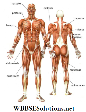 WBBSE Solutions for class 6 chapter 8 the human body smooth muscles or involuntary muscles