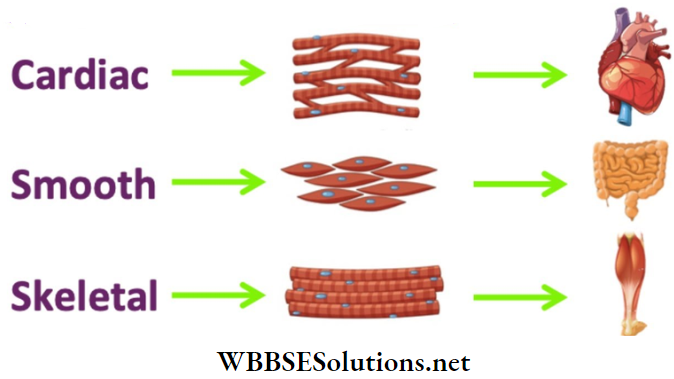 WBBSE Solutions for class 6 chapter 8 the human body smooth muscles or involutary muscles