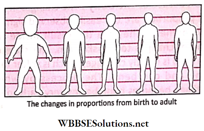 WBBSE Solutions for class 6 chapter 8 the human body the chages in proportions from birh to adult