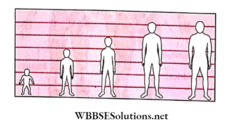WBBSE Solutions for class 6 chapter 8 the human body the increase in body size from birth to adult