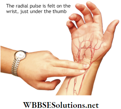 WBBSE Solutions for class 6 chapter 8 the human body the radial pulse is feit on the wrist under the thumb