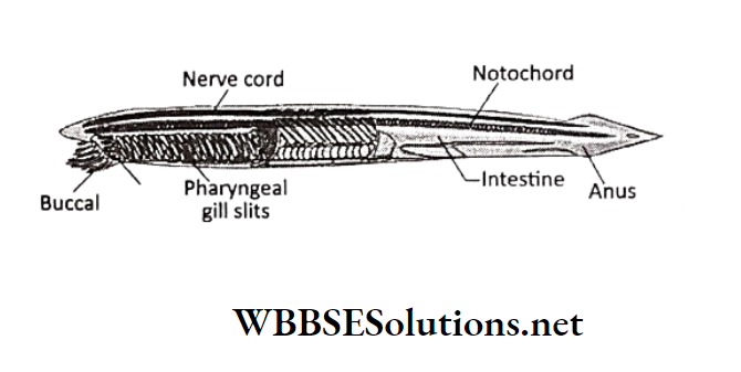WBBSE Solutions for class 6 school science chapter 10 biodiversity and its classification amphioxus