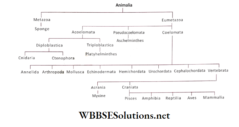 WBBSE Solutions for class 6 school science chapter 10 biodiversity and its classification animalia