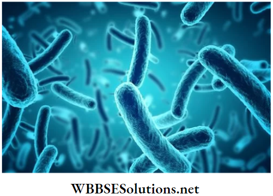 WBBSE Solutions for class 6 school science chapter 10 biodiversity and its classification archebacteria