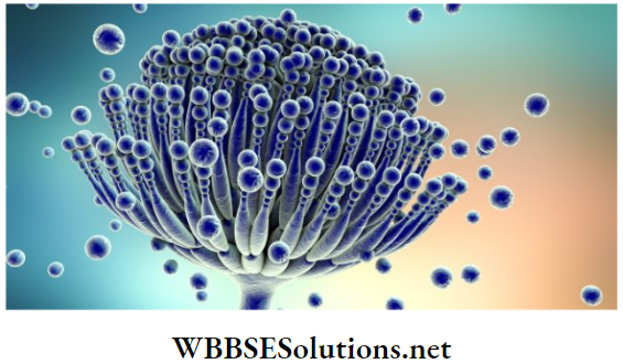 WBBSE Solutions for class 6 school science chapter 10 biodiversity and its classification ascomycetes