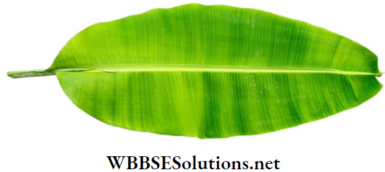 WBBSE Solutions for class 6 school science chapter 10 biodiversity and its classification banana life