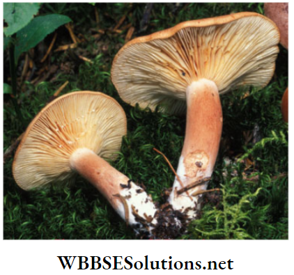 WBBSE Solutions for class 6 school science chapter 10 biodiversity and its classification basidiomycetes