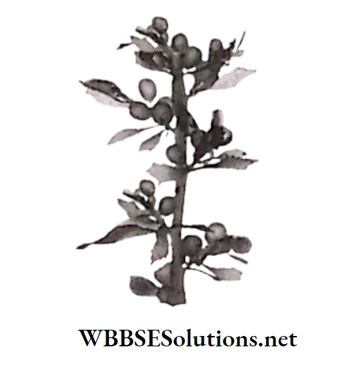 WBBSE Solutions for class 6 school science chapter 10 biodiversity and its classification brown algae