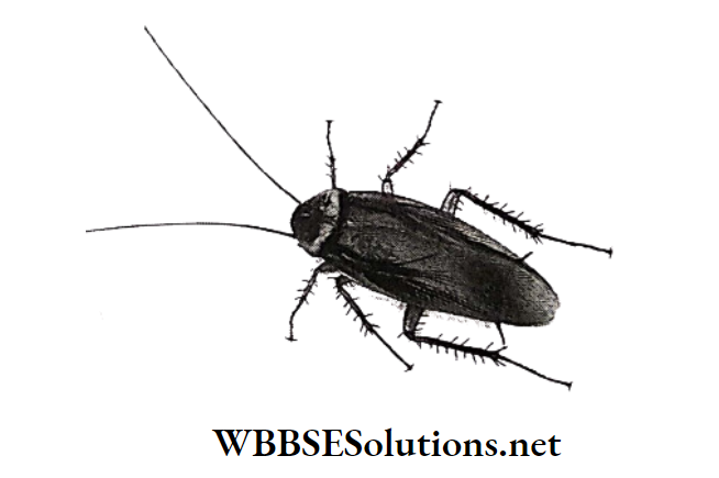 WBBSE Solutions for class 6 school science chapter 10 biodiversity and its classification cockroach